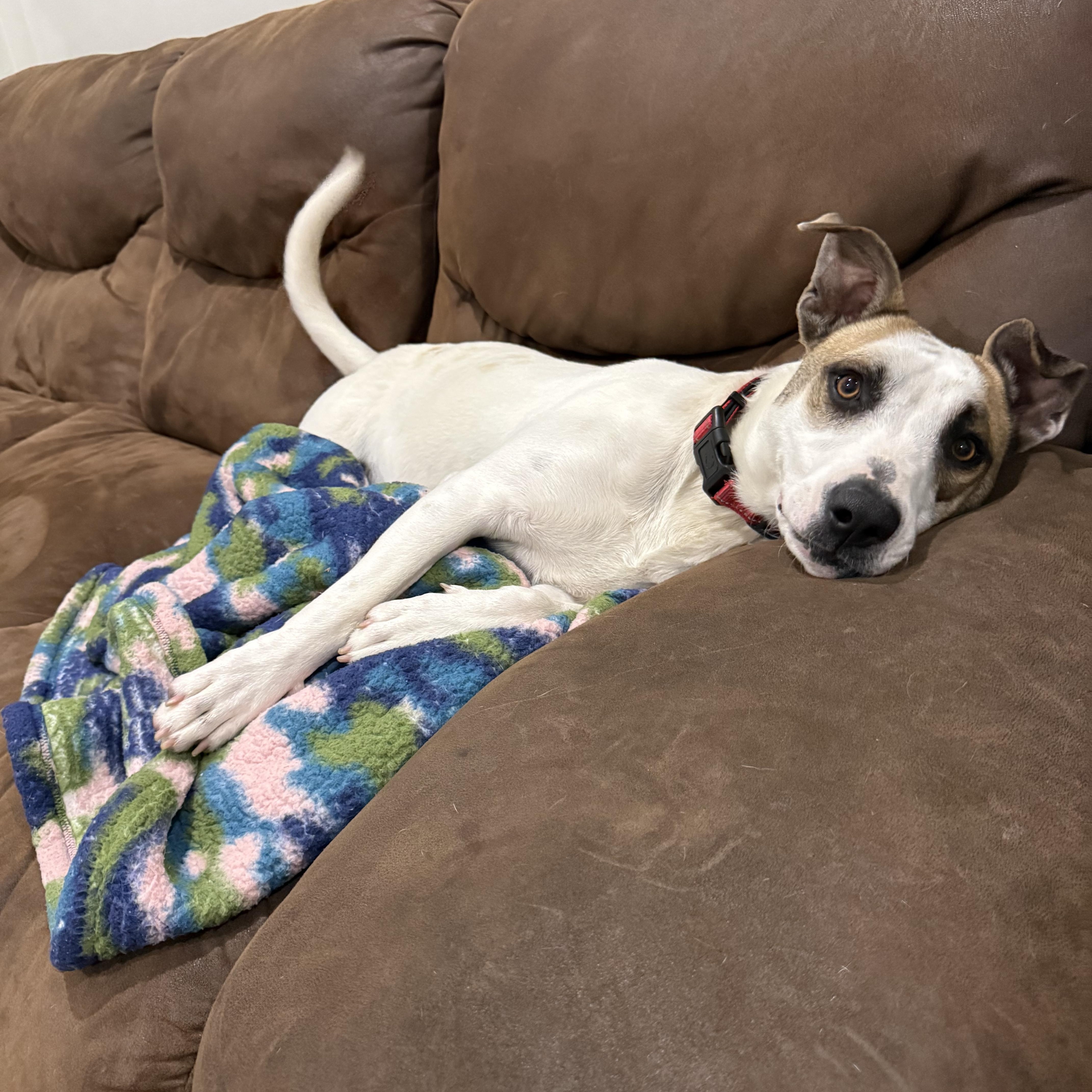 A young medium-sized male Apricot / Beige American Staffordshire Terrier dog named Rufus for adoption in Mooresville, NC