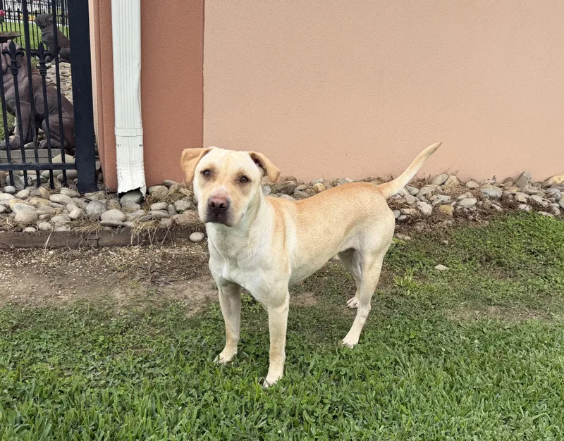 Nala