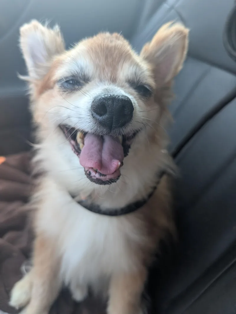 Lil Fox