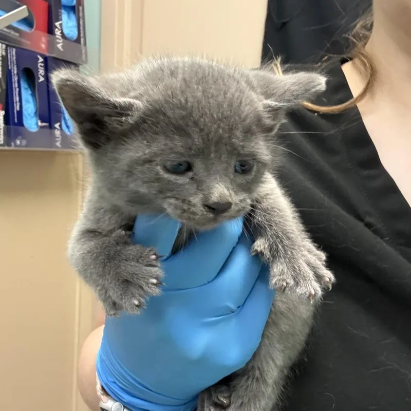 A baby small-sized male Domestic Short Hair cat named Ghost for adoption in Tacoma, WA