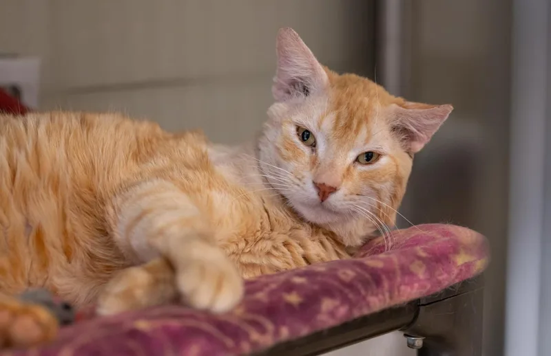 An adult medium-sized male Domestic Short Hair cat named Twoface for adoption in Lincoln, CA