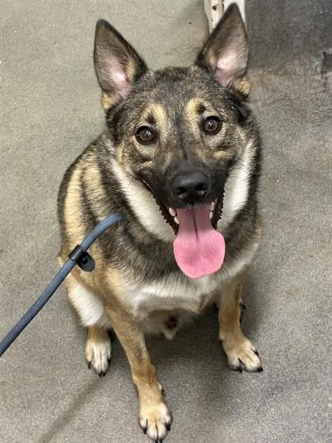 A young medium-sized male German Shepherd Dog dog named Fives for adoption in Upper Marlboro, MD