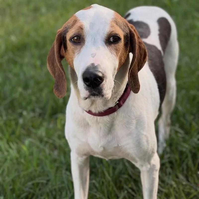 An adult medium-sized male Treeing Walker Coonhound dog named Phoenix for adoption in Monroe , NC