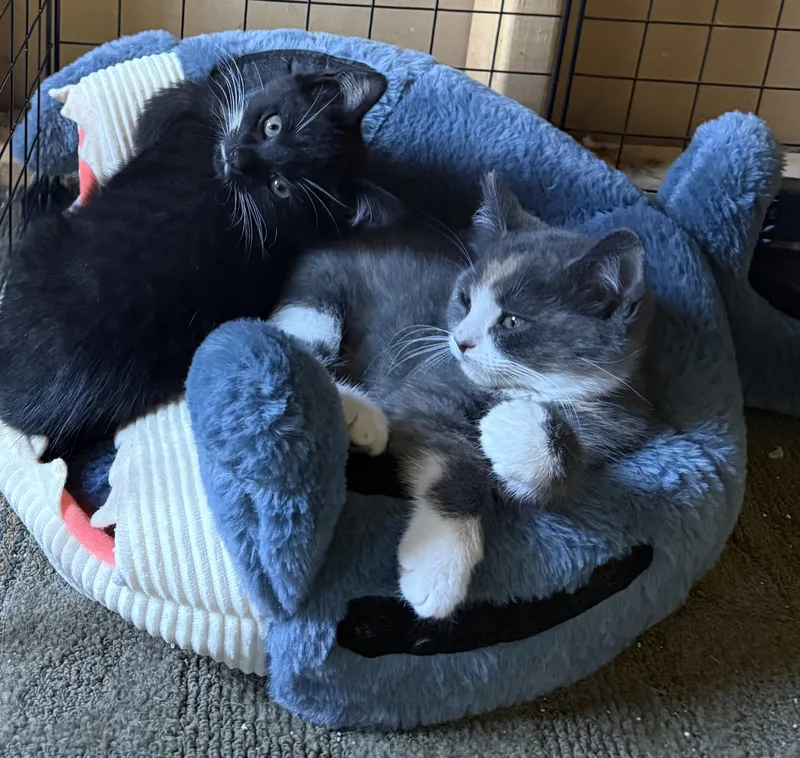 A baby small-sized male Black & White / Tuxedo Domestic Short Hair cat named Domino for adoption in Topsham, ME