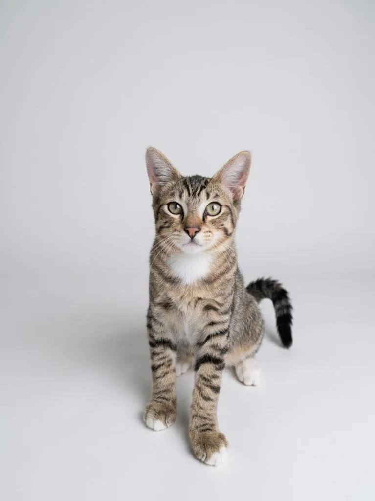 A baby small-sized male Tabby cat named Crombie for adoption in San Pedro, CA