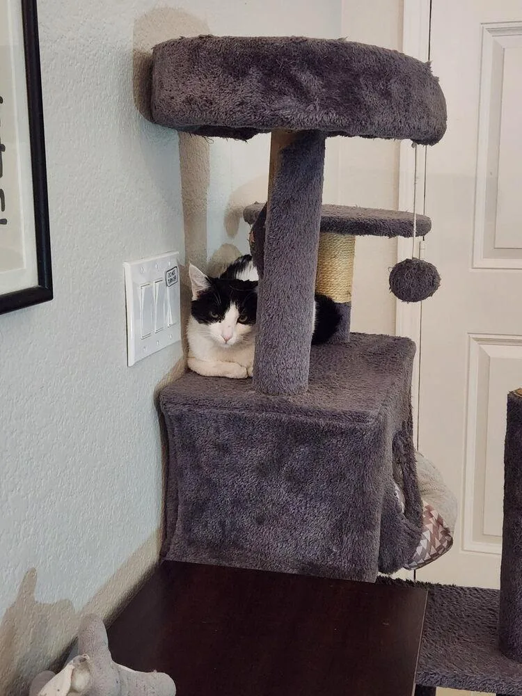 A baby small-sized female Black & White / Tuxedo Domestic Medium Hair cat named Pringles for adoption in Lancaster, CA