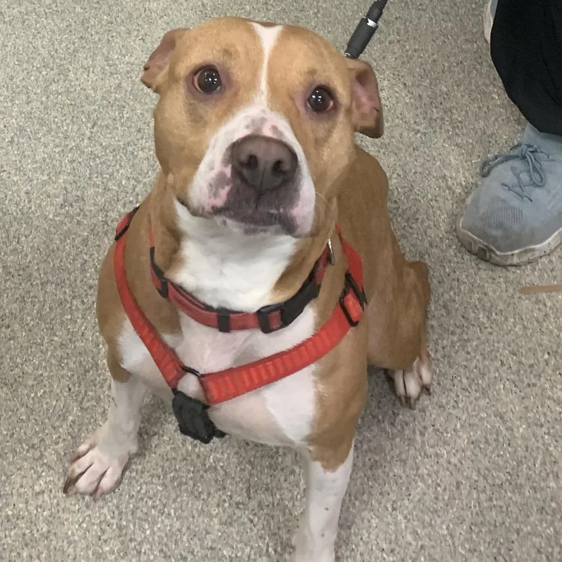 An adult medium-sized female Yellow / Tan / Blond / Fawn Mixed Breed dog named Creek for adoption in Jacksonville, FL