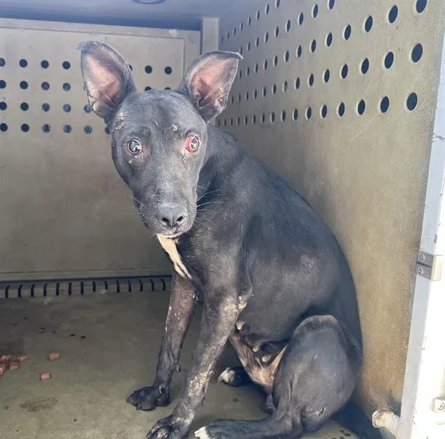 A young medium-sized female Labrador Retriever dog named Elma for adoption in Lancaster, CA