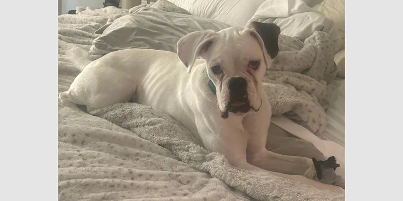 A baby medium-sized female White / Cream Boxer dog named Oaklee for adoption in Hewitt, TX