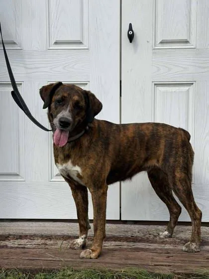 An adult medium-sized female Australian Shepherd dog named Daisy for adoption in McCook, NE