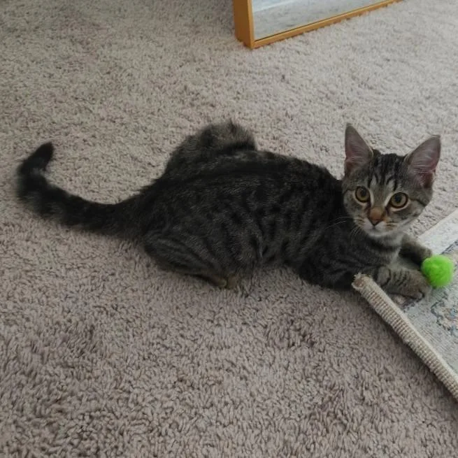 A baby medium-sized female Domestic Short Hair cat named Dulcie for adoption in Youngsville, NC