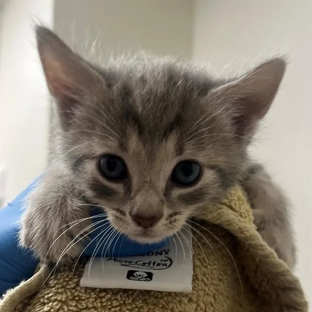 A baby small-sized male Domestic Short Hair cat named Gus for adoption in Naples, FL