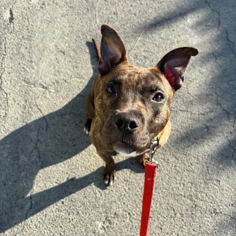 A young medium-sized female Brindle Mixed Breed dog named Reina for adoption in Jupiter, FL