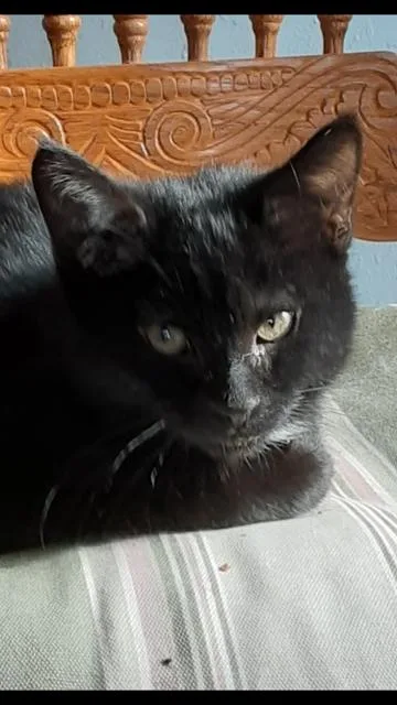 A baby small-sized male Black & White / Tuxedo Domestic Short Hair cat named Colby for adoption in Boone, CO