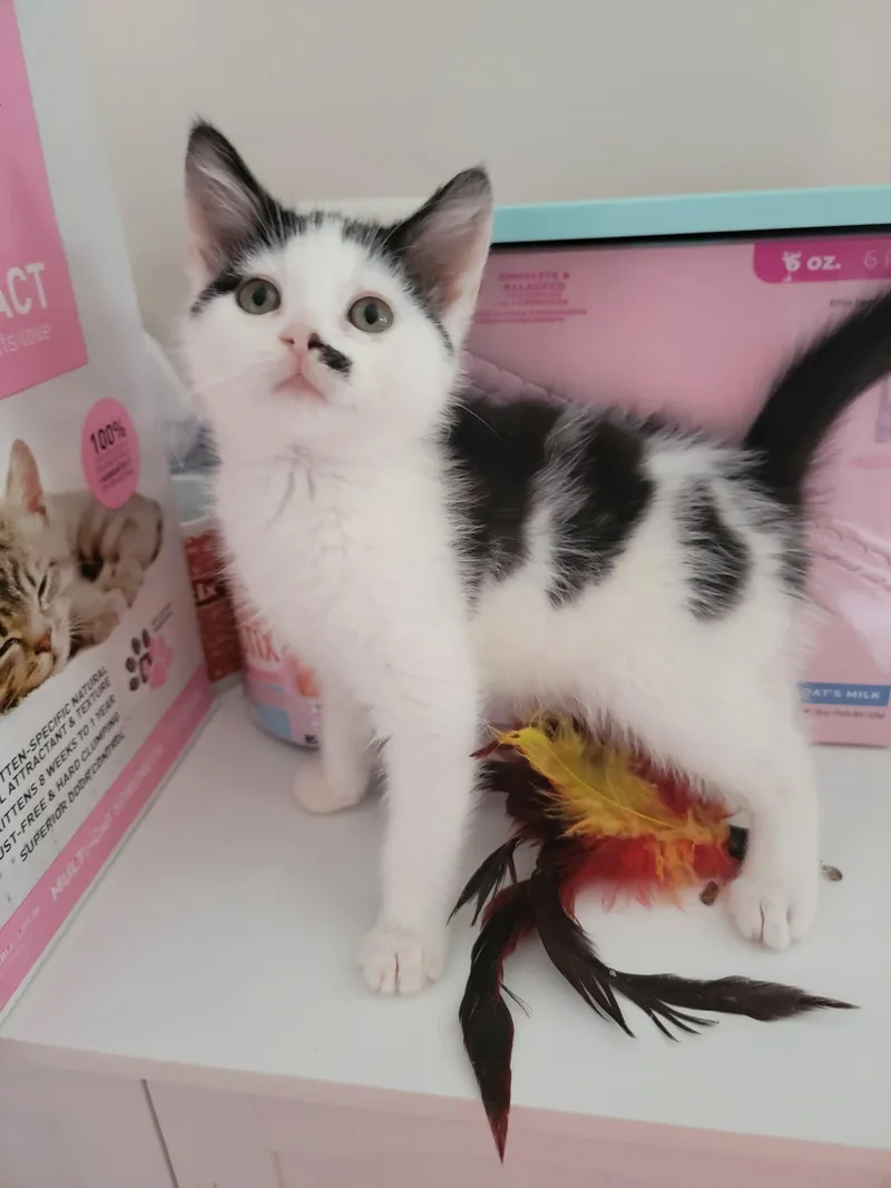 A baby medium-sized female Black & White / Tuxedo Domestic Short Hair cat named Rachel for adoption in Holbrook, NY