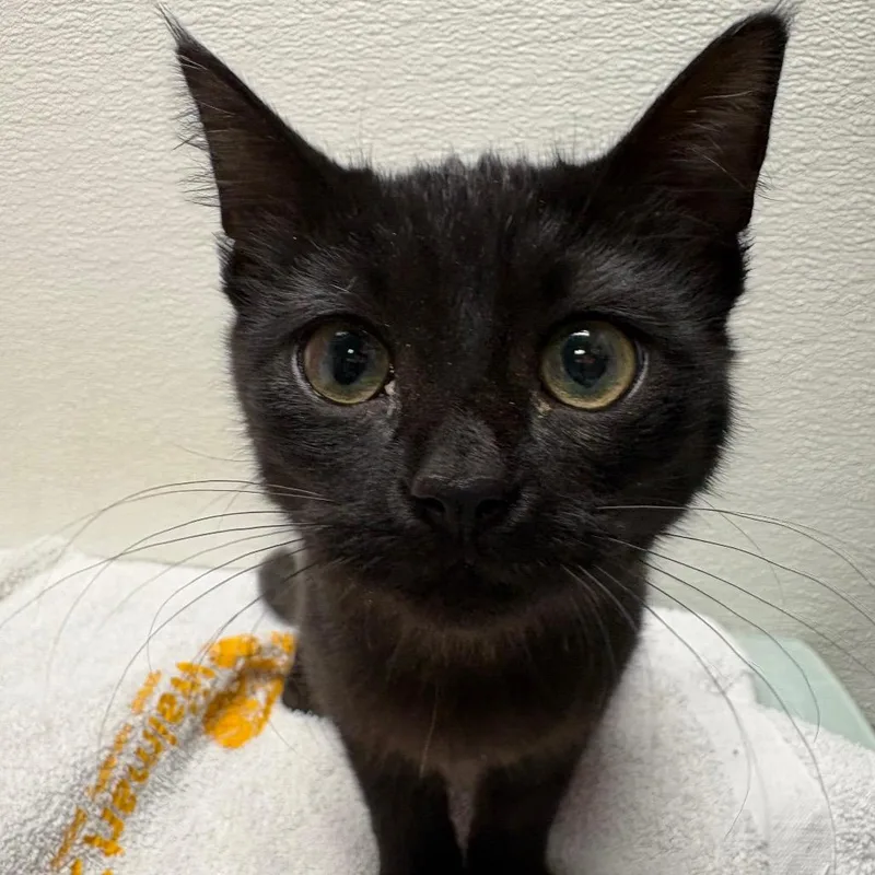 Stray Hold Jett