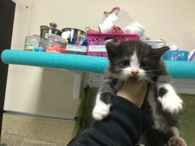 A baby small-sized female Domestic Short Hair cat named Felicia for adoption in Riverside, CA