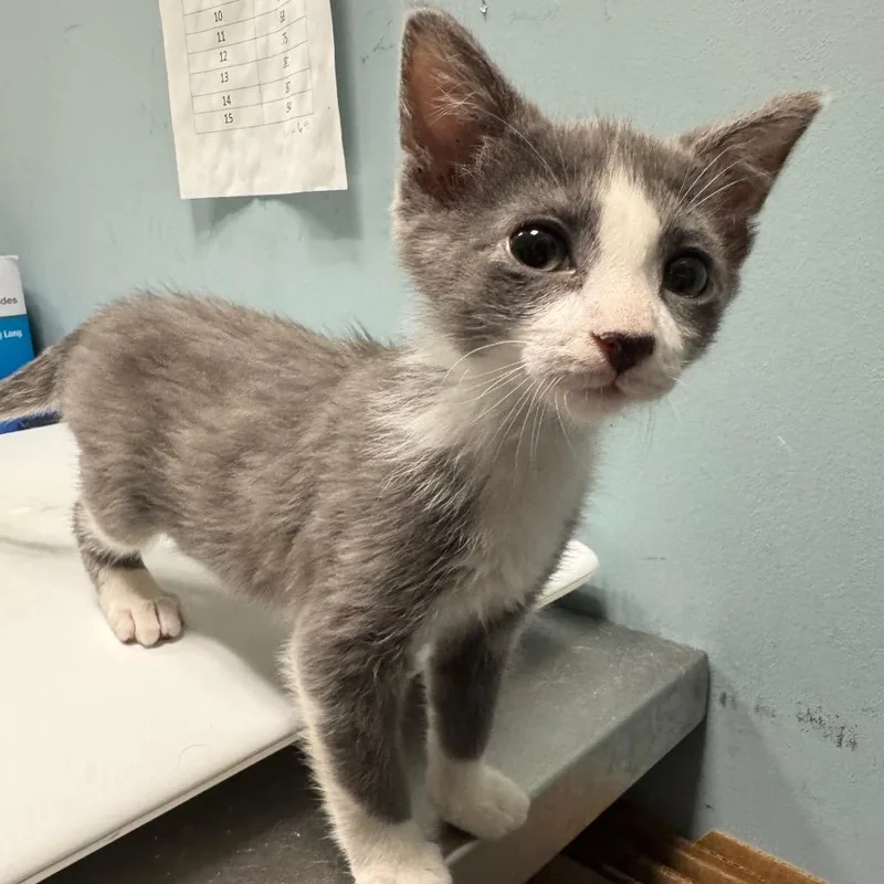 A baby small-sized male Gray / Blue / Silver Domestic Long Hair cat named Tizzy for adoption in Greensboro, NC