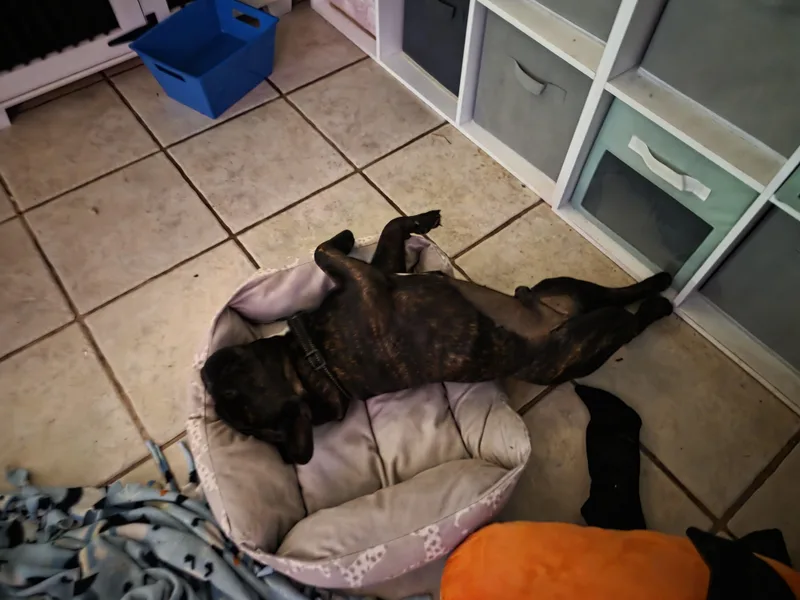A young small-sized male French Bulldog dog named Bear for adoption in Fiddletown, CA