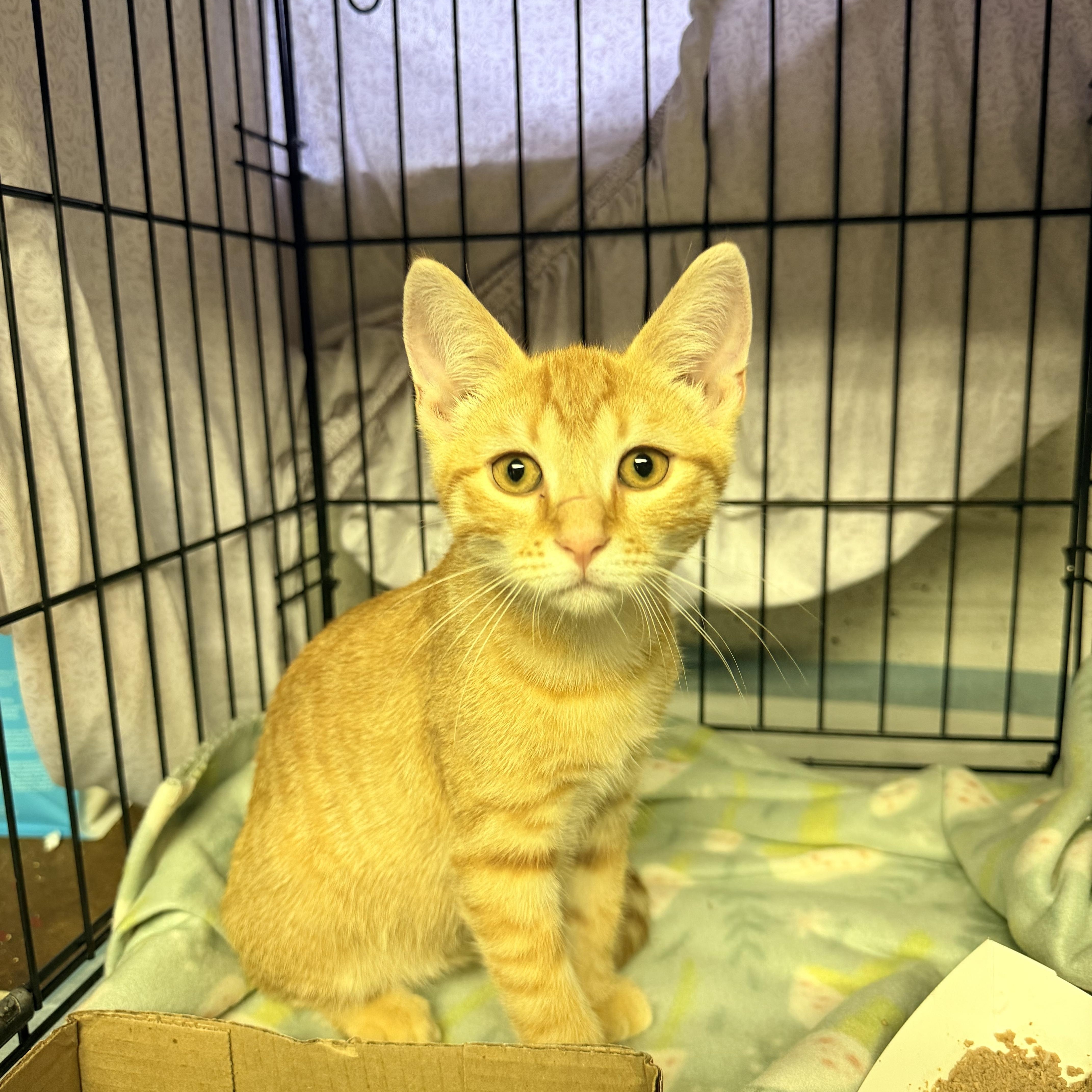 A baby small-sized male Tabby (Orange / Red) Domestic Short Hair cat named Kaighn for adoption in Bellmawr, NJ