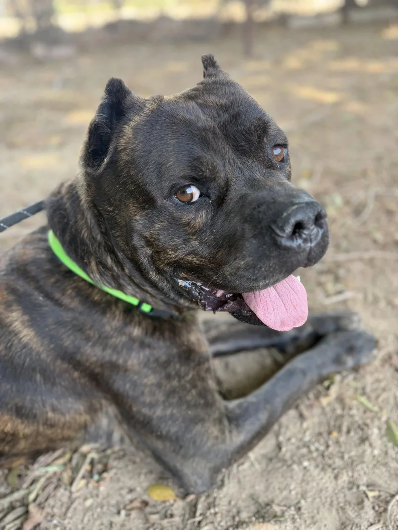 A young medium-sized male Cane Corso dog named Vader for adoption in Glendale, AZ