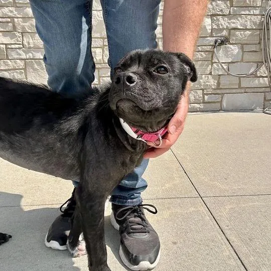 A young medium-sized female Black Mixed Breed dog named Breezie for adoption in Matteson, IL