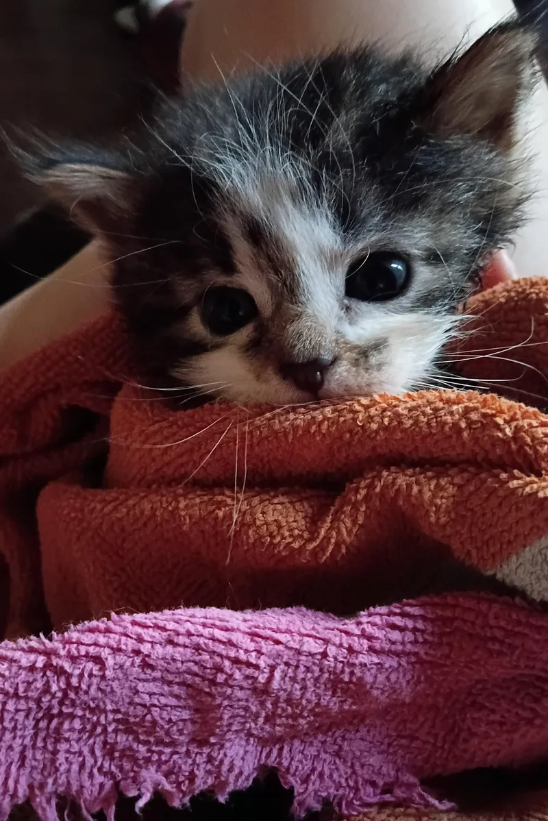 A baby medium-sized female Black & White / Tuxedo Domestic Short Hair cat named Bw for adoption in Fair Oaks, IN