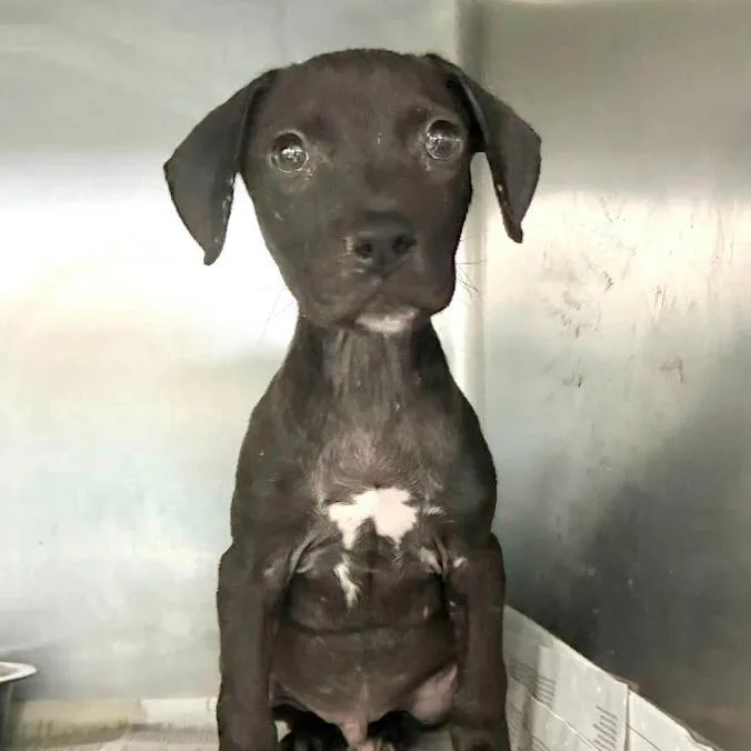 A baby medium-sized male Pit Bull Terrier dog named Yip for adoption in South Elgin, IL