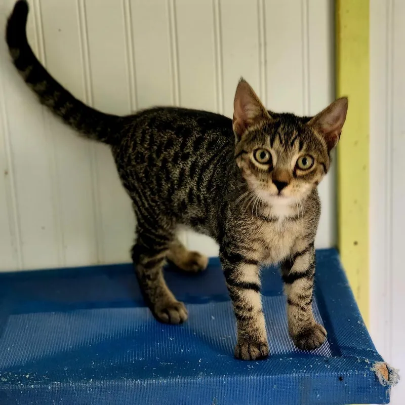 An adult small-sized male Brown / Chocolate Domestic Short Hair cat named Asher for adoption in Lexington, SC