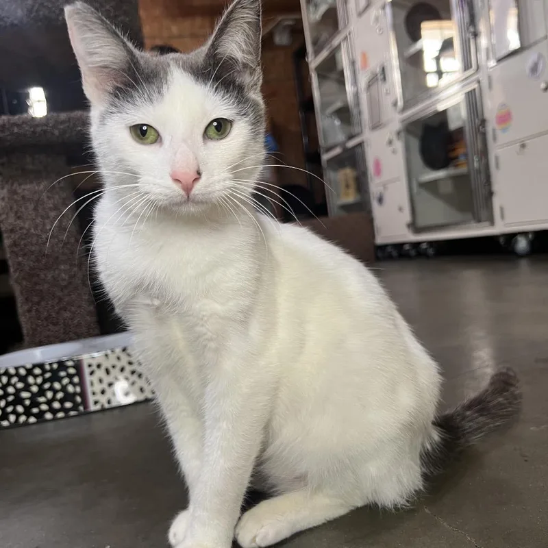 A young medium-sized male White Domestic Short Hair cat named Edwin for adoption in Folsom, LA