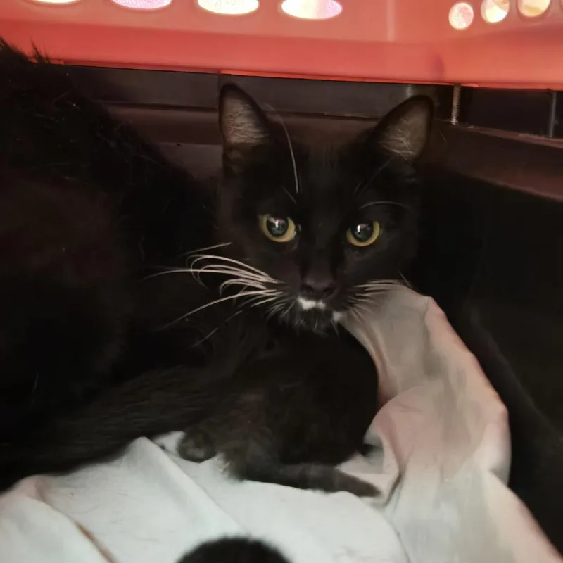 A young medium-sized female Black Domestic Short Hair cat named Vogue for adoption in Reno, NV