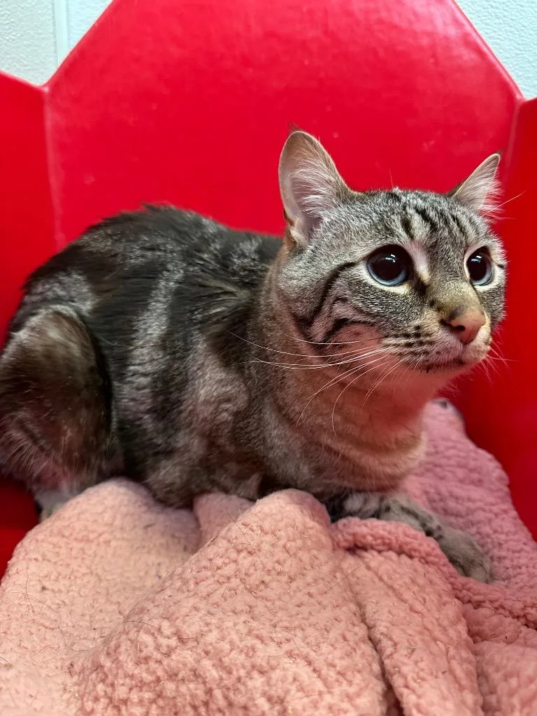 An adult medium-sized male Siamese cat named Iggy for adoption in Newberg, OR