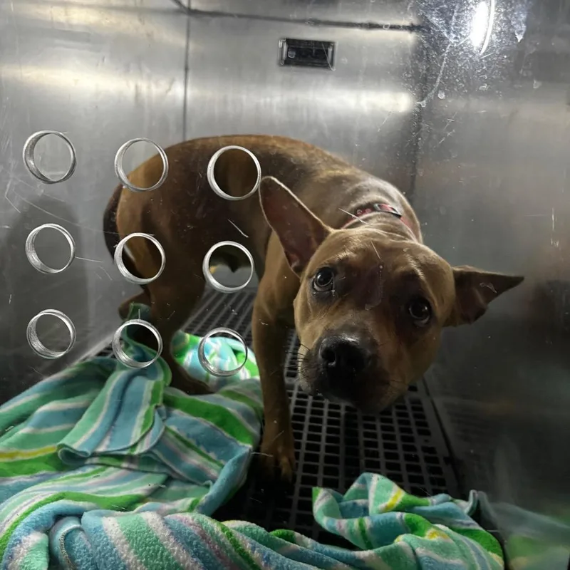 An adult medium-sized female Yellow / Tan / Blond / Fawn Mixed Breed dog named Cassidy for adoption in Philadelphia, PA