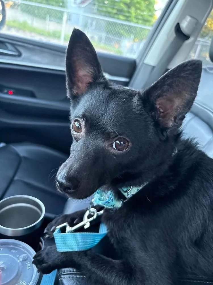 A baby small-sized female Black Schipperke dog named Izzy for adoption in harrison city, PA