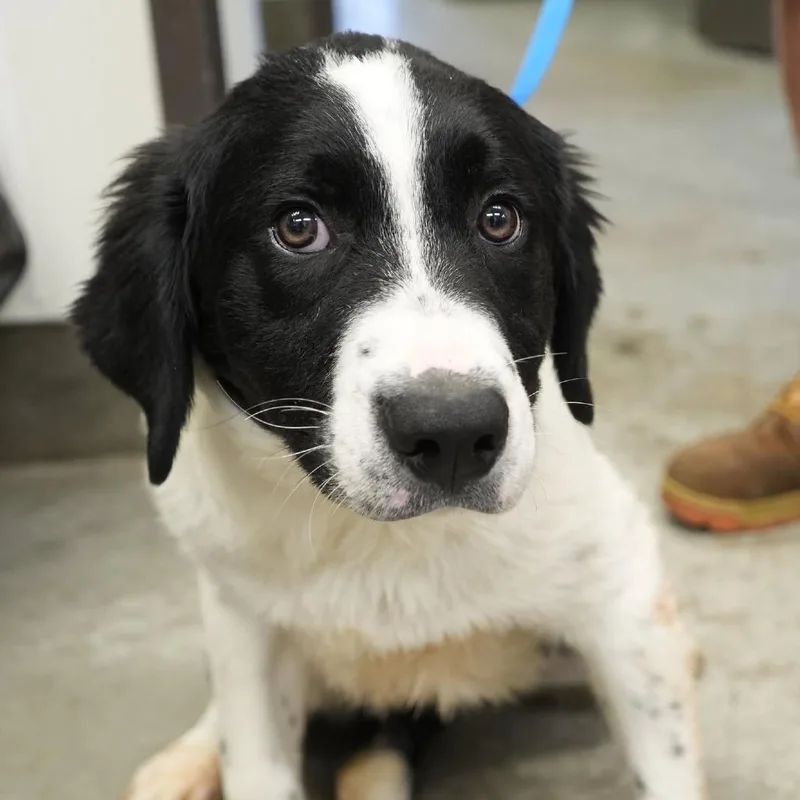 A baby medium-sized male Black Rough Collie dog named Ziggy for adoption in Allentown, PA