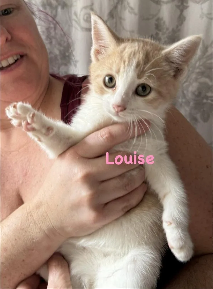 A baby small-sized female Orange & White Domestic Short Hair cat named Louise for adoption in Telford, PA