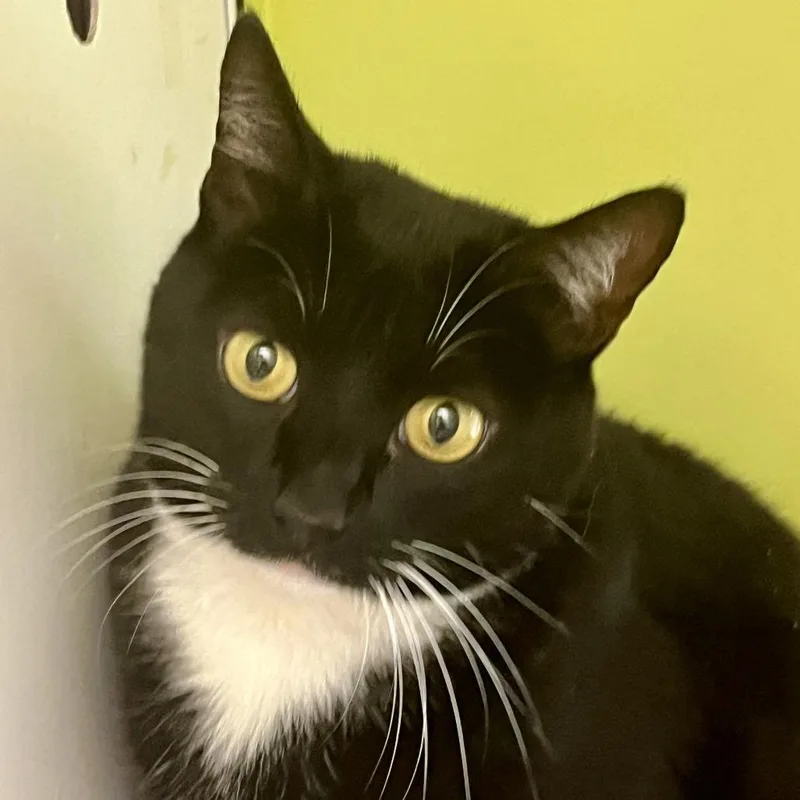 An adult extra large-sized female Black Domestic Short Hair cat named Millie for adoption in Temecula, CA