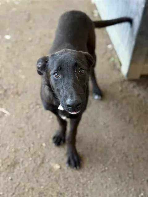 A young small-sized female Labrador Retriever dog named Marlene for adoption in Riverside, CA