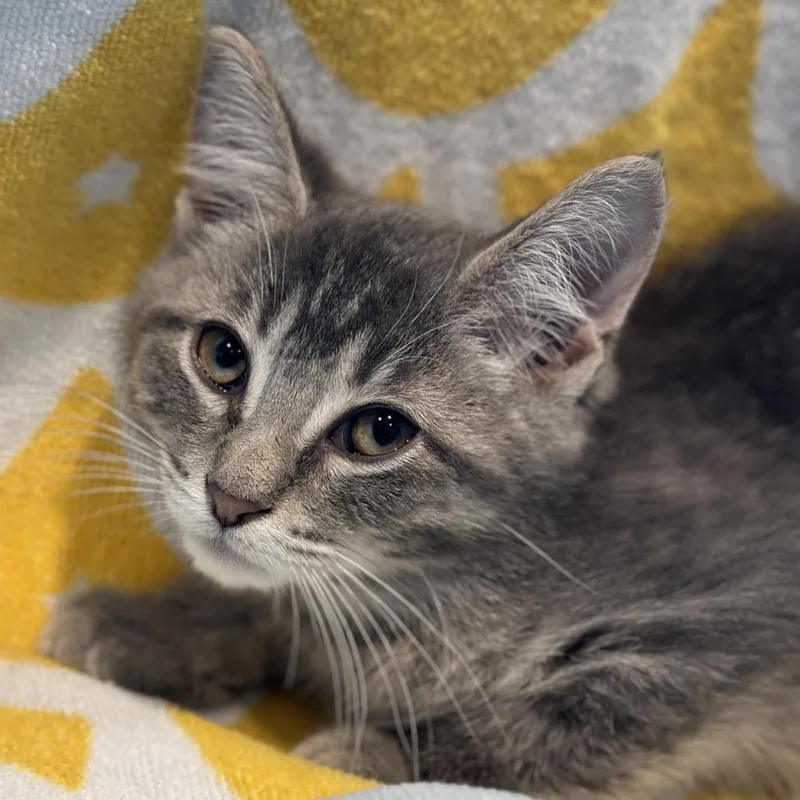A baby small-sized male Gray / Blue / Silver Domestic Medium Hair cat named Westie for adoption in Matteson, IL