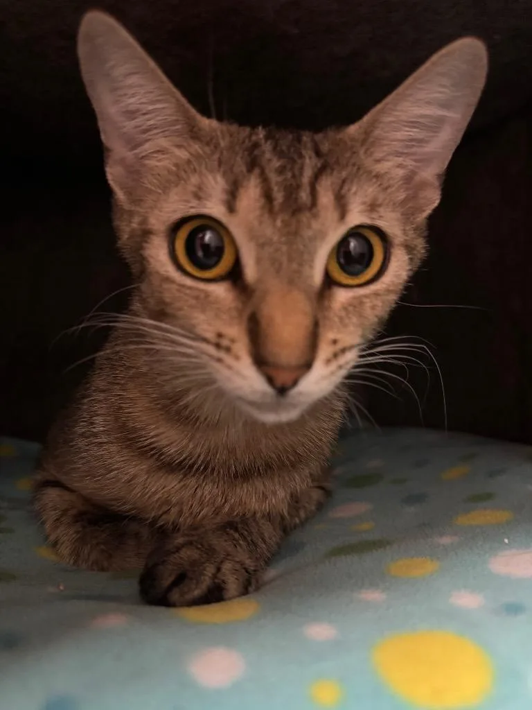 A young small-sized female Domestic Short Hair cat named Cinnabun for adoption in Gilbert, AZ