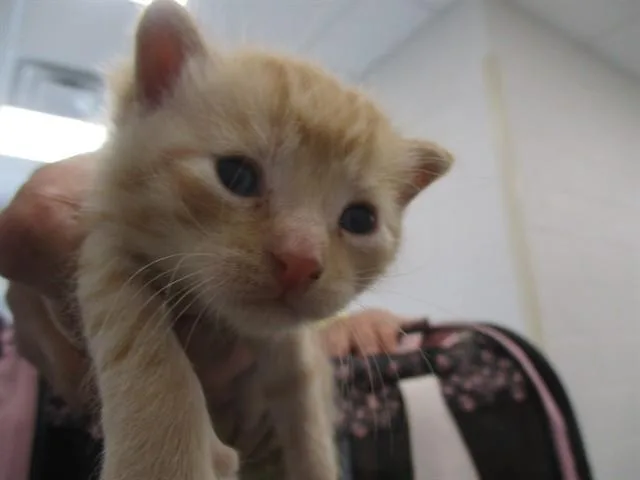A baby small-sized male Domestic Short Hair cat named A for adoption in Ocala, FL
