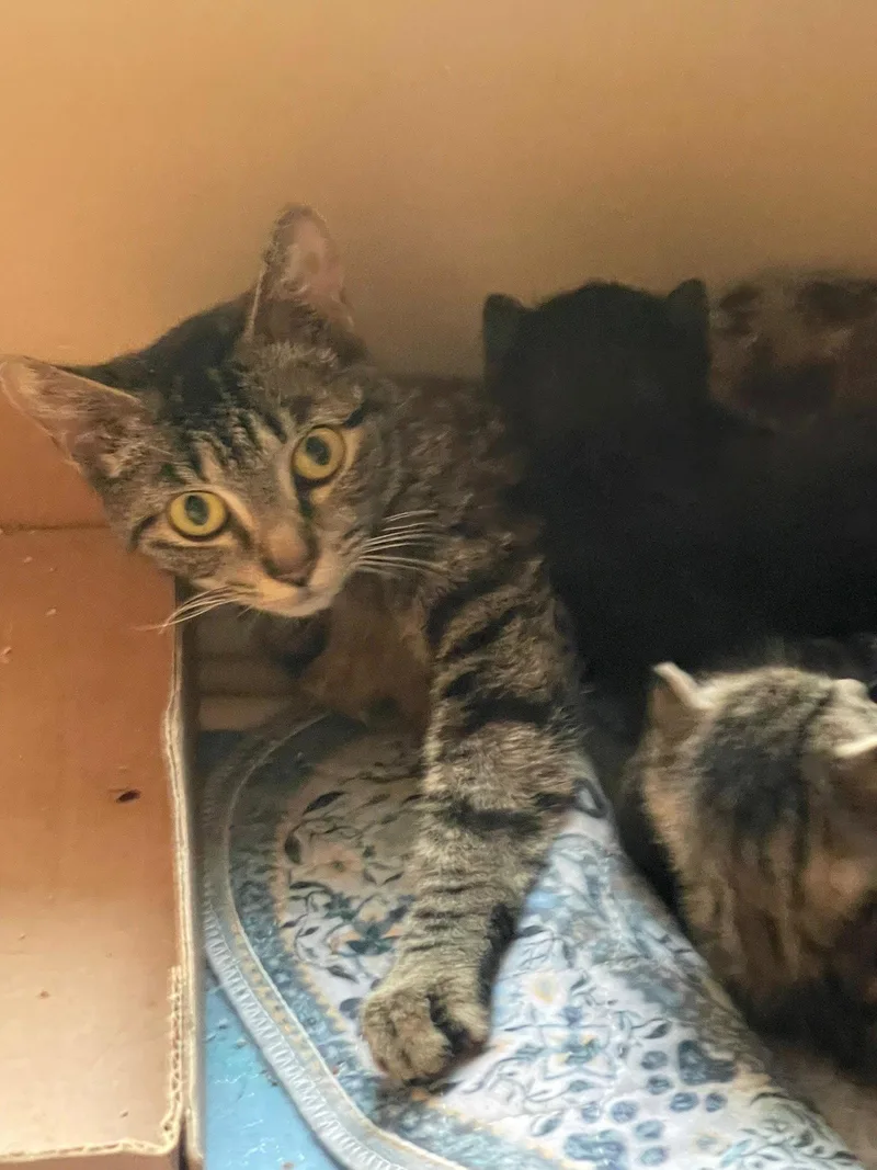A young medium-sized female Tabby cat named Tigga for adoption in Flint Hill, VA