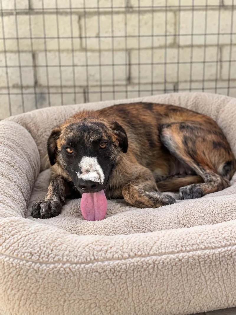 A young medium-sized female Hound dog named Abbey for adoption in Irvine, CA