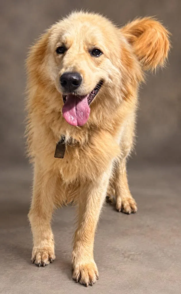 A young large-sized male Great Pyrenees dog named BoDean for adoption in Crossville, TN