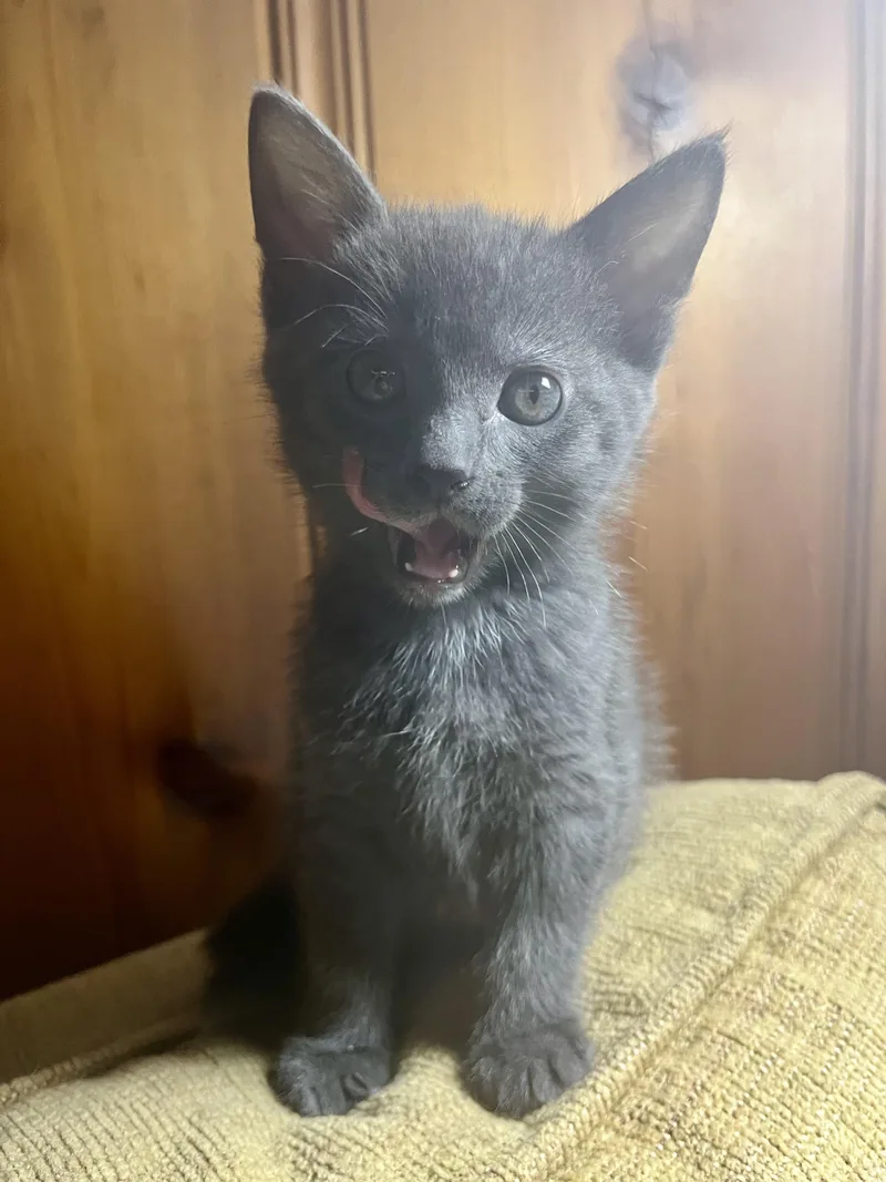 A baby medium-sized female Gray / Blue / Silver Domestic Short Hair cat named Manatee for adoption in Albany, NY