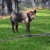 A senior medium-sized male Black Chow Chow dog named Moonshine for adoption in Springfield, MO
