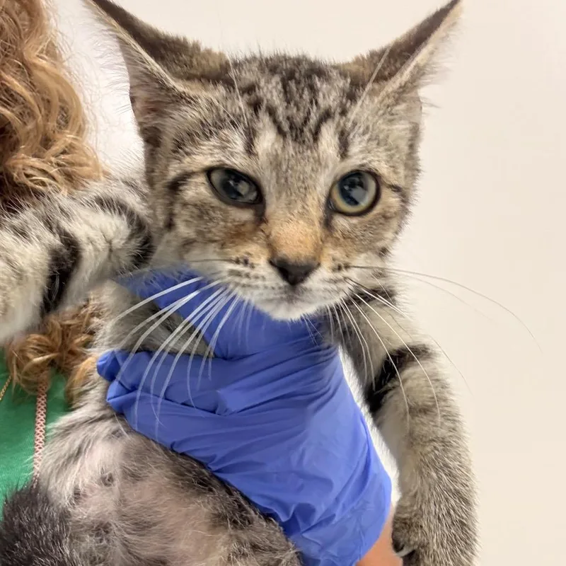 A baby small-sized female Brown / Chocolate Domestic Short Hair cat named Axel for adoption in Chattanooga, TN