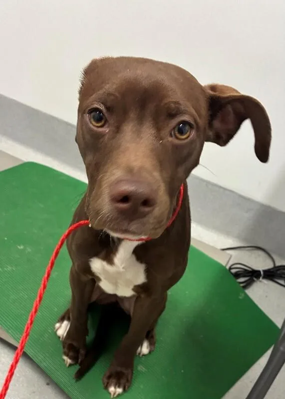 An adult medium-sized female Brown / Chocolate Mixed Breed dog named Ella for adoption in Rochester, NY