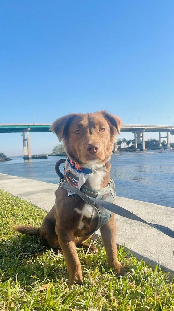 An adult medium-sized male Dachshund dog named Pierce for adoption in Saint Augustine, FL