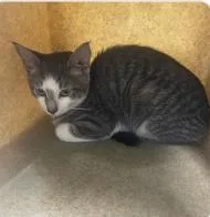 An adult medium-sized male Domestic Short Hair cat named Blaise for adoption in West Chester, PA